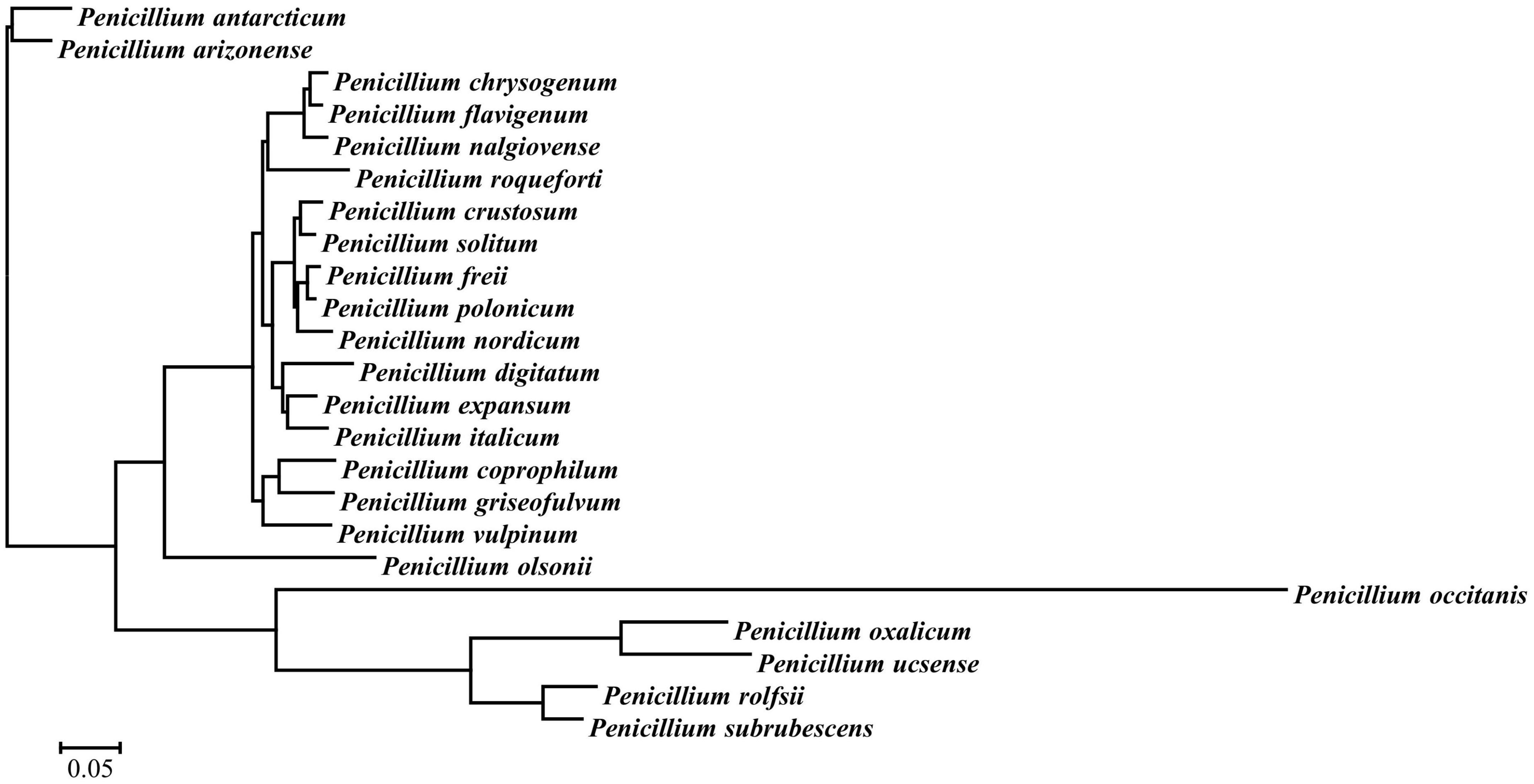 Transcriptome profiling reveals the underlying mechanism of grape post-harvest pathogen Penicillium olsonii against the metabolites of Bacillus velezensis